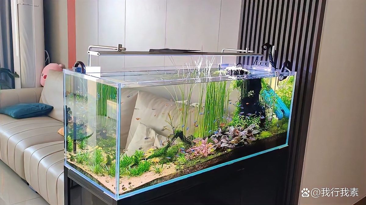 龍魚缸改草缸需要多大的燈（魚缸改草缸需要多大的燈） 龍魚缸改草缸需要多大的燈（魚缸改草缸需要多大的燈） 龍魚百科 第6張