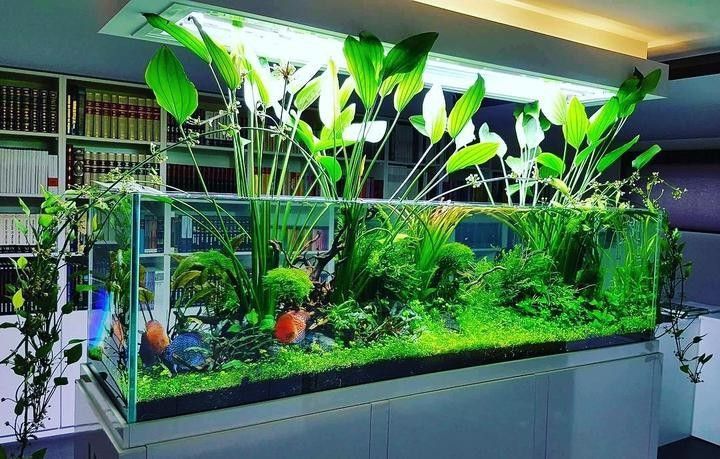 龍魚缸改草缸需要多大的燈（魚缸改草缸需要多大的燈） 龍魚缸改草缸需要多大的燈（魚缸改草缸需要多大的燈） 龍魚百科 第7張