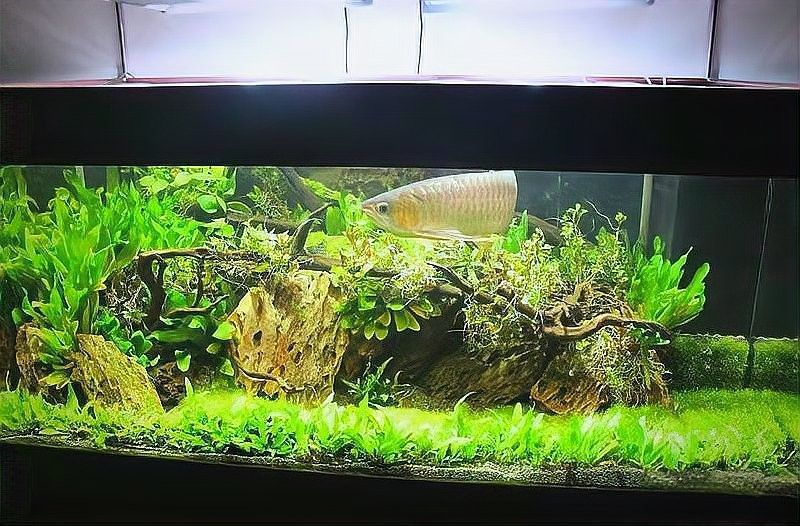 龍魚缸改草缸需要多大的燈（魚缸改草缸需要多大的燈） 龍魚缸改草缸需要多大的燈（魚缸改草缸需要多大的燈） 龍魚百科 第9張