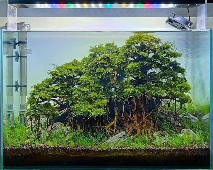 龍魚缸改草缸需要多大的燈（魚缸改草缸需要多大的燈） 龍魚缸改草缸需要多大的燈（魚缸改草缸需要多大的燈） 龍魚百科 第8張