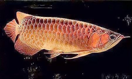 金龍魚繁殖的成功率有多高？（養魚說，金龍魚和紅龍魚價格貴是有道理的）