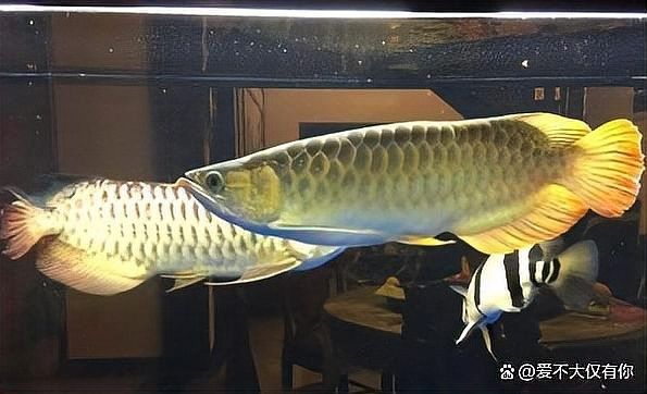 金龍魚繁殖的成功率有多高？（養魚說，金龍魚和紅龍魚價格貴是有道理的）