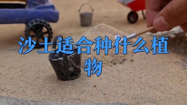 哪些植物適合底砂種植？（什么花適合底砂種植）