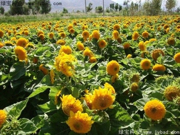 哪些植物適合底砂種植？（什么花適合底砂種植）