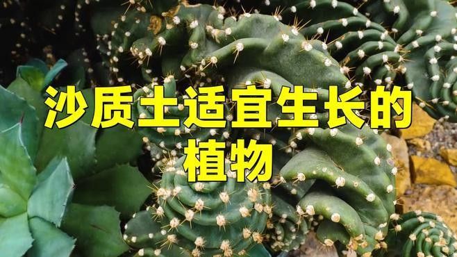 哪些植物適合底砂種植？（什么花適合底砂種植）