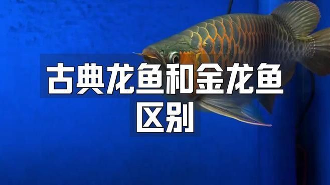 古典龍魚(yú)和金龍魚(yú)哪個(gè)更好養(yǎng)（古典龍魚(yú)和金龍魚(yú)的區(qū)別）
