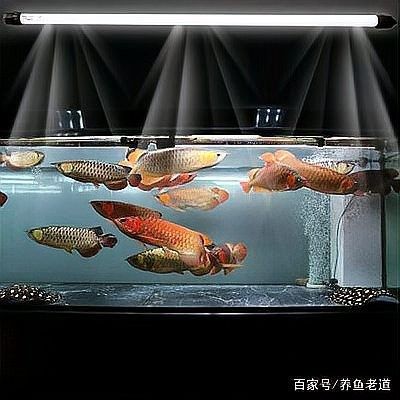 如何設置繁殖缸的水流？（養魚老道,魚缸水流走向與過濾技巧詳解）