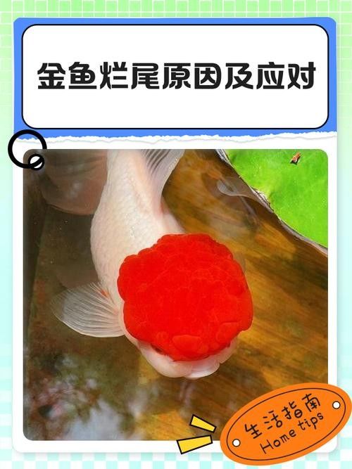如何判斷金龍魚是否得了爛尾病（龍魚尾巴爛了怎么辦）