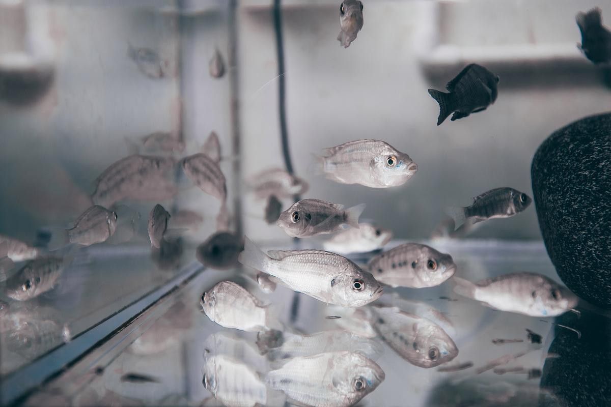如何判斷金龍魚是否得了爛尾病（龍魚尾巴爛了怎么辦）