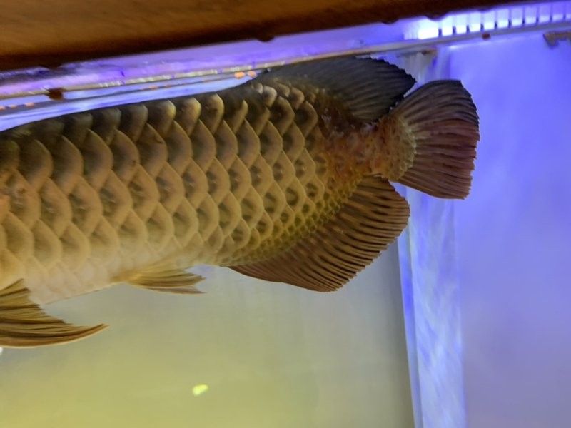 如何判斷金龍魚是否得了爛尾病（龍魚尾巴爛了怎么辦）