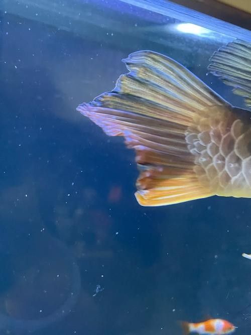 如何判斷金龍魚是否得了爛尾病（龍魚尾巴爛了怎么辦）