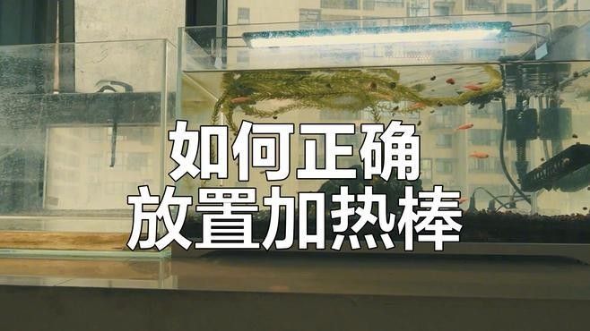 如何設置龍魚缸的加熱棒（魚缸加熱棒怎么設置）