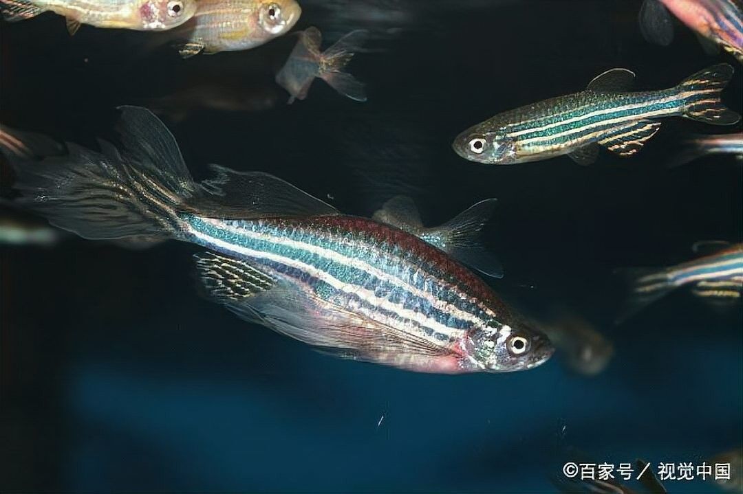 如何設置龍魚缸的加熱棒（魚缸加熱棒怎么設置）