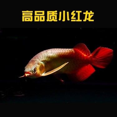 大龍魚的價格是多少（大型龍魚多少錢一條愛采購大龍魚飼養技巧與注意事項）