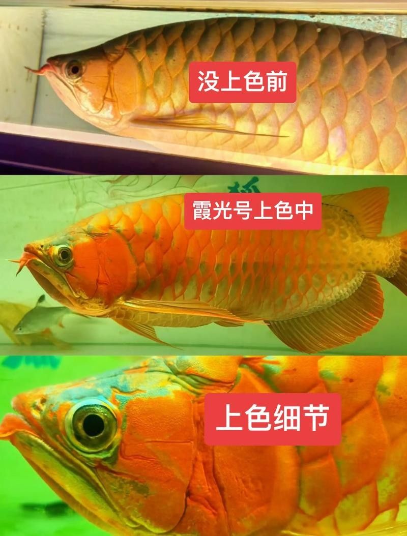 金龍魚發(fā)白不發(fā)色是病嗎（金龍魚發(fā)白了變白是怎么回事）