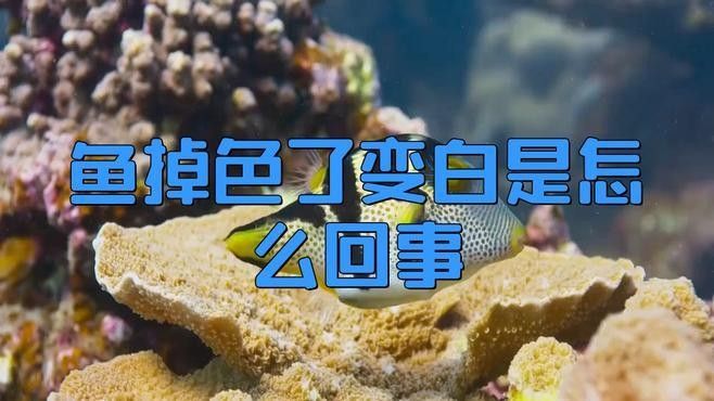 金龍魚發(fā)白不發(fā)色是病嗎（金龍魚發(fā)白了變白是怎么回事）