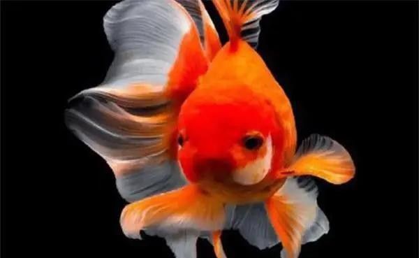 金龍魚發(fā)白不發(fā)色是病嗎（金龍魚發(fā)白了變白是怎么回事）