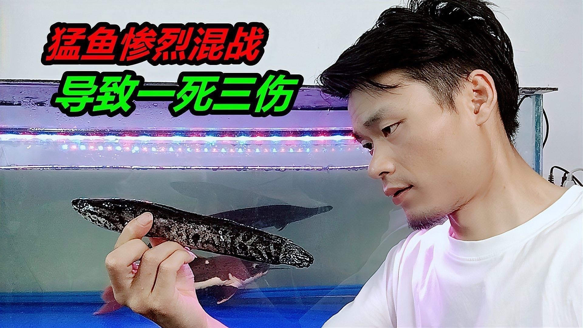 如何判斷雷龍魚是否受傷？（雷龍魚常見的外傷可以修復看完你就明白了老戴玩雷龍）