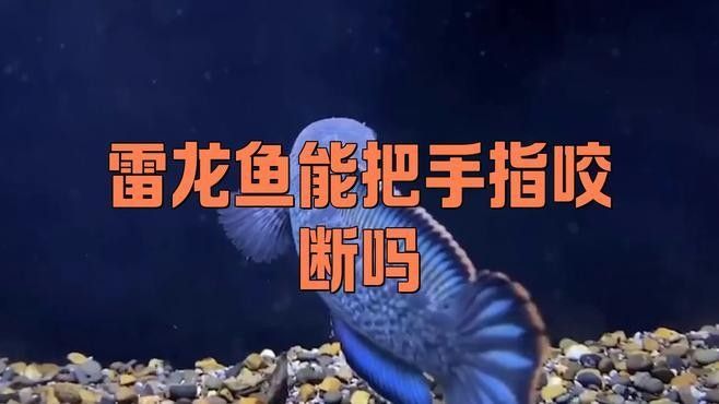 如何判斷雷龍魚是否受傷？（雷龍魚常見的外傷可以修復看完你就明白了老戴玩雷龍）