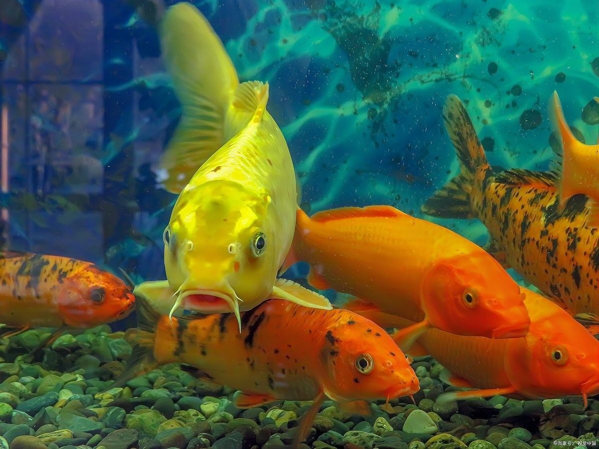招財(cái)龍魚(yú)多久換一次水？（招財(cái)龍魚(yú)多久換一次水）