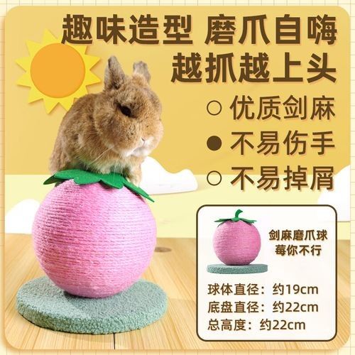 龍貓需要哪些玩具？（龍貓玩具推薦）