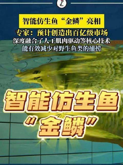 如何模擬金龍魚的原生環境？（觀賞魚世界“金鱗”以假亂真一款智能軟體仿生觀賞魚亮相金臺資訊）