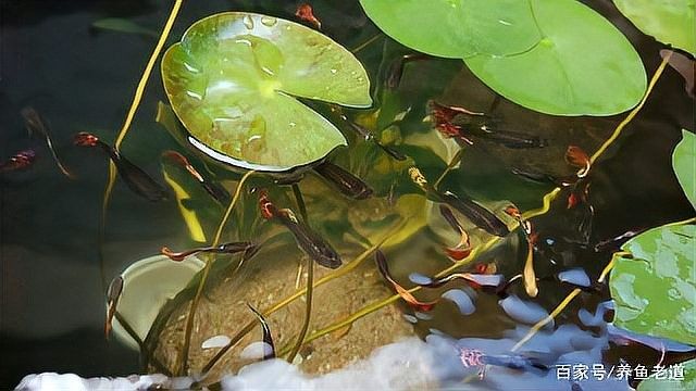 龍魚10度水存活案例（龍魚在10度水溫下的存活）