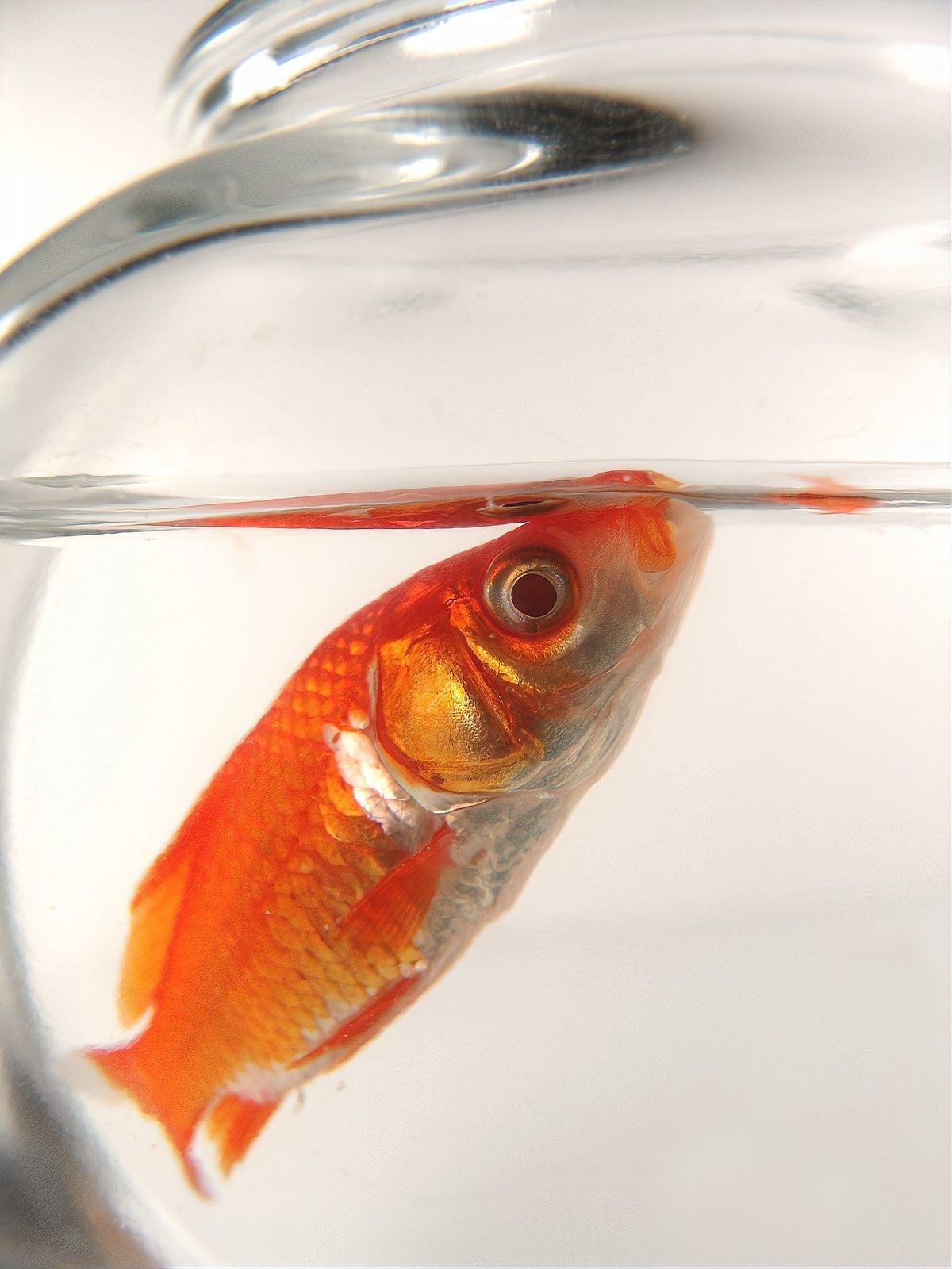 金龍魚水霉病如何治療？（新手3天急救水霉病全攻略yolo魚身上長白點怎么辦）