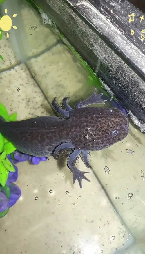給我一張六角恐龍魚的圖片（六角恐龍魚）