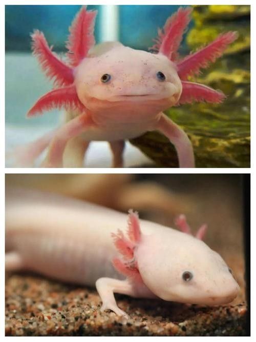 給我一張六角恐龍魚的圖片（六角恐龍魚）