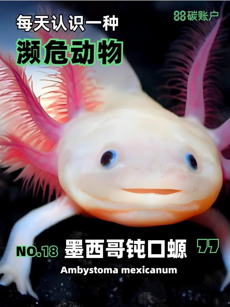 給我一張六角恐龍魚的圖片（六角恐龍魚）