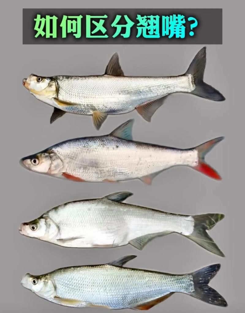 龍魚翹嘴有哪些品種（魚翹嘴是一種常見的觀賞魚，其體型、顏色和鰭型的不同）