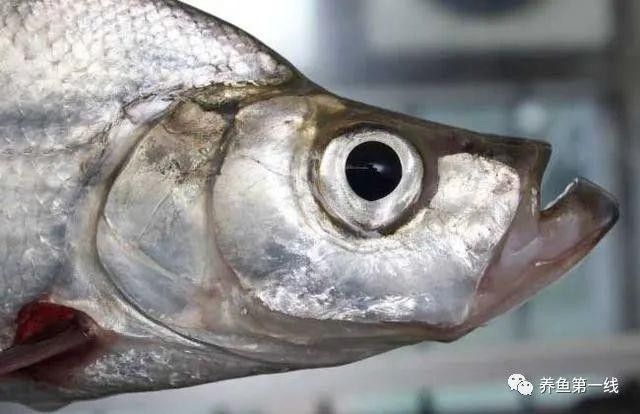 龍魚翹嘴有哪些品種（魚翹嘴是一種常見的觀賞魚，其體型、顏色和鰭型的不同）