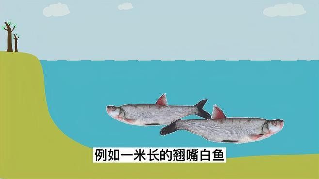 龍魚翹嘴有哪些品種（魚翹嘴是一種常見的觀賞魚，其體型、顏色和鰭型的不同）