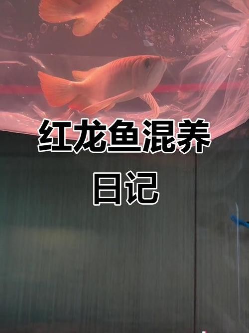 哪種混養伙伴與紅龍魚最搭配（為紅龍魚選擇混養伙伴需要考慮幾個關鍵因素以確保兩者能夠和諧共處）