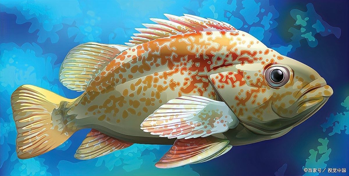 龍魚多久會忘記人工抓握？（關于龍魚多久會忘記人工抓握的問題龍魚爸爸吞卵的驚人舉動）