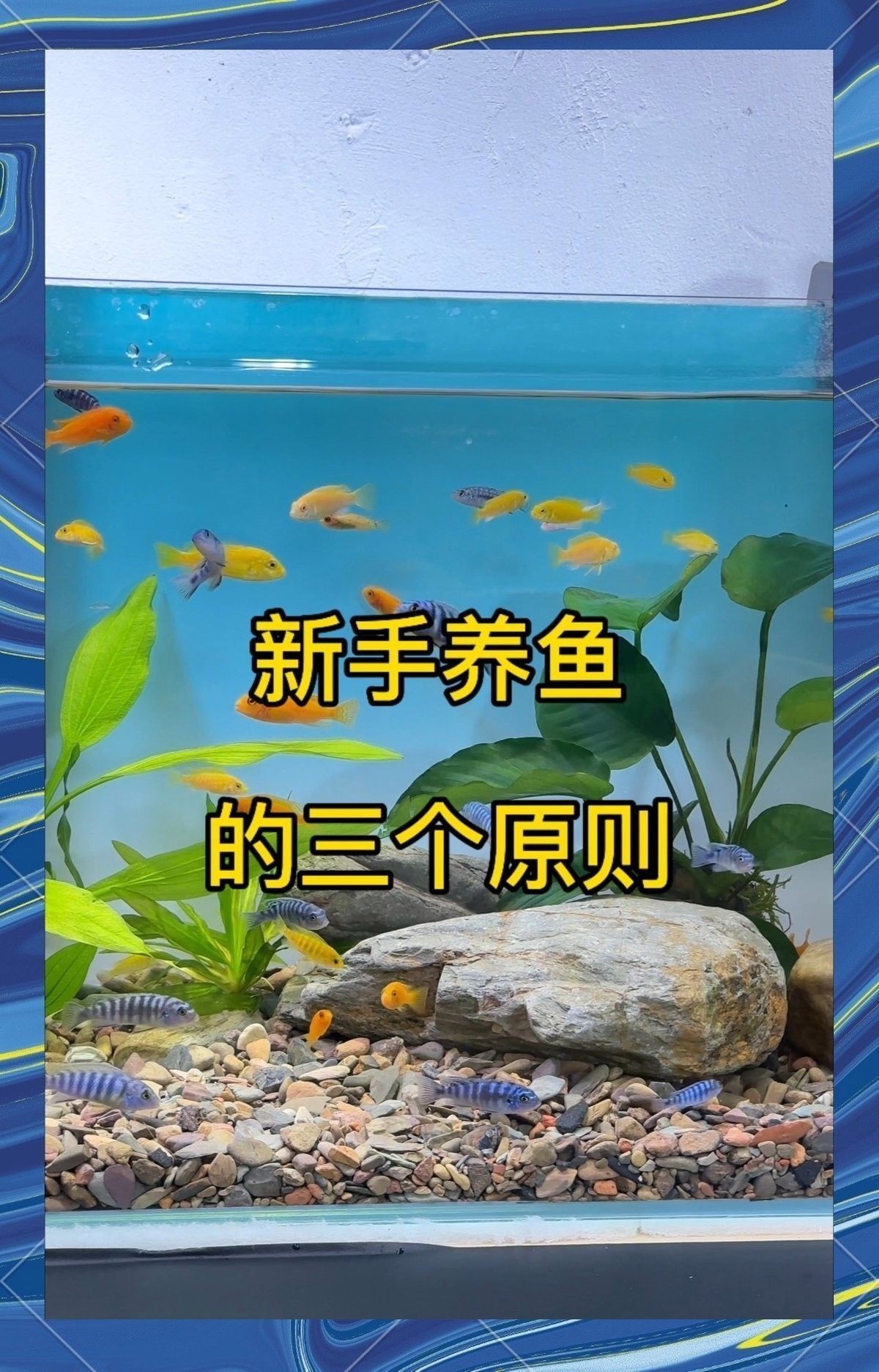 50cm魚缸適合混養哪些魚？（0cm魚缸適合混養的魚類包括：金魚是最常見的淡水觀賞魚之一）
