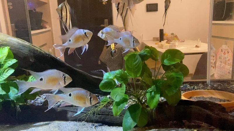 50cm魚缸適合混養哪些魚？（0cm魚缸適合混養的魚類包括：金魚是最常見的淡水觀賞魚之一）