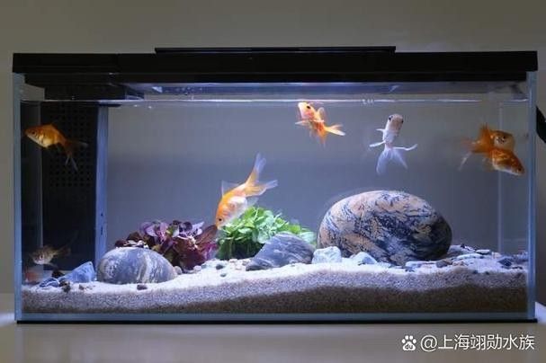 如何預防龍魚缸中的白色絮狀物(萌寵百科小團團魚缸里飄著“棉花糖”白色絮狀物別慌) 龍魚百科 第6張 如何預防龍魚缸中的白色絮狀物(萌寵百科小團團魚缸里飄著“棉花糖”白色絮狀物別慌) 如何預防龍魚缸中的白色絮狀物(萌寵百科小團團魚缸里飄著“棉花糖”白色絮狀物別慌) 龍魚百科 第6張