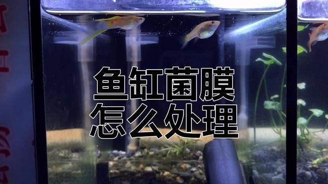 如何預防龍魚缸中的白色絮狀物（萌寵百科小團團魚缸里飄著“棉花糖”白色絮狀物別慌） 如何預防龍魚缸中的白色絮狀物（萌寵百科小團團魚缸里飄著“棉花糖”白色絮狀物別慌） 龍魚百科 第11張