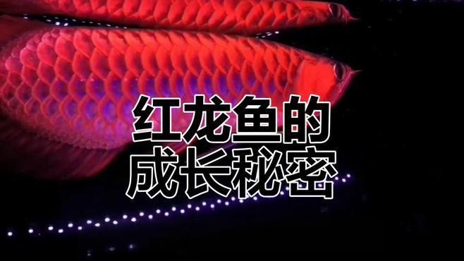 如何判斷紅龍幼魚是否健康？（如何判斷紅龍幼魚是否健康）