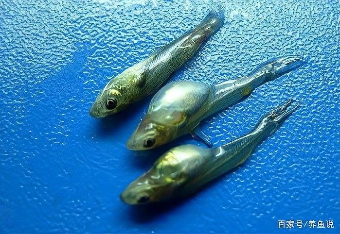 龍魚氣泡病多久能治好？（揭秘觀賞魚的“潛水病”——氣泡病）