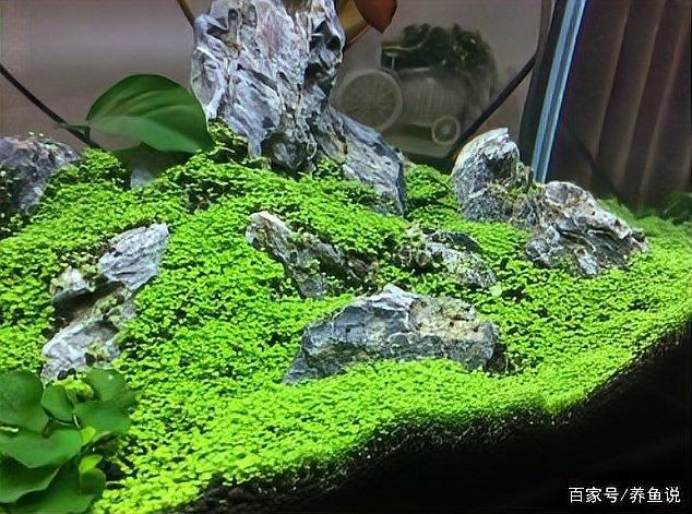 巴卡雷龍魚缸應該如何布置？（卡卡雷龍魚缸的布置需要綜合考慮）