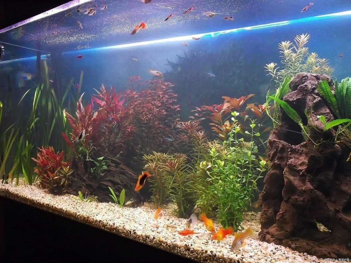 龍魚浮頭后多久換水（龍魚換水頻率與水量全解析）