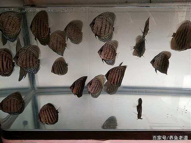 龍魚浮水面是鰓病嗎（魚浮水面是鰓病的一種表現但并非所有龍魚都患有鰓病）