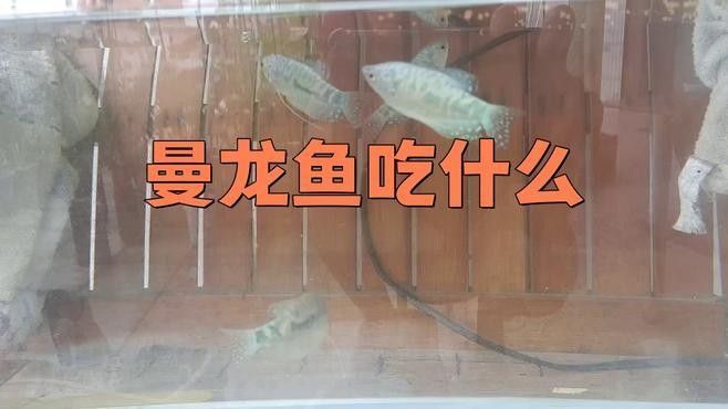 曼龍魚多久喂一次食物（曼龍魚多久喂一次食物合適，） 曼龍魚多久喂一次食物（曼龍魚多久喂一次食物合適，） 龍魚百科 第2張