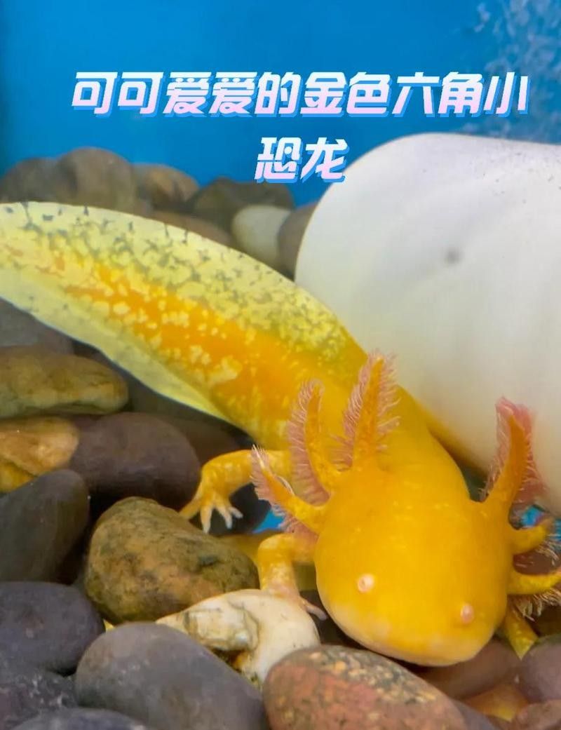 六角龍魚(yú)多久性成熟？（六角恐龍的性成熟時(shí)間） 六角龍魚(yú)多久性成熟？（六角恐龍的性成熟時(shí)間） 龍魚(yú)百科 第7張