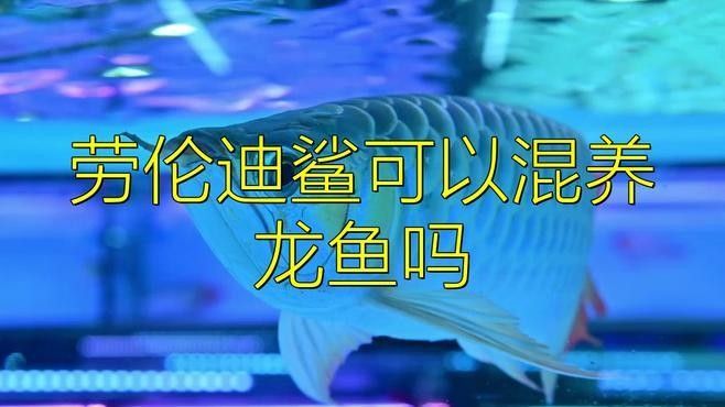 有哪些龍魚和淡水鯊魚可以混養？（魚和淡水鯊魚可以混養但需要謹慎處理，因為這些建議）
