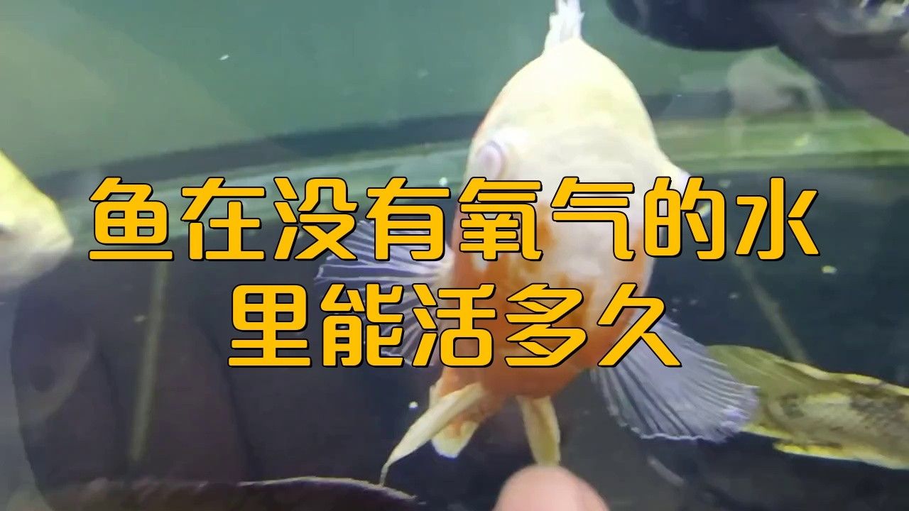 龍魚多久不打氧會死（魚缺氧撐多久從種類到水溫全是過日子的實在門道小愛生活百科） 龍魚多久不打氧會死（魚缺氧撐多久從種類到水溫全是過日子的實在門道小愛生活百科） 龍魚百科 第1張
