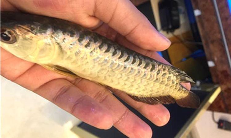 龍魚多久不打氧會死（魚缺氧撐多久從種類到水溫全是過日子的實在門道小愛生活百科） 龍魚多久不打氧會死（魚缺氧撐多久從種類到水溫全是過日子的實在門道小愛生活百科） 龍魚百科 第3張